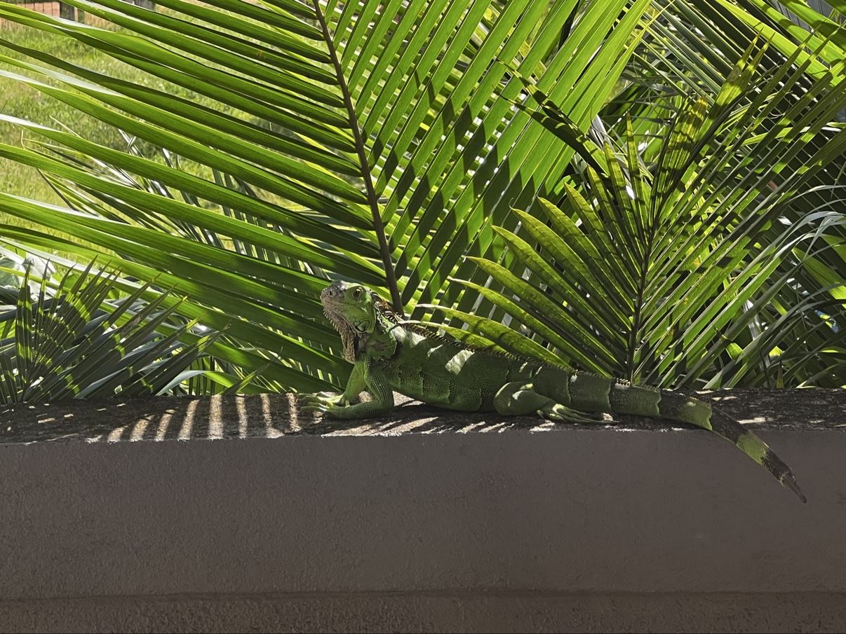 An iguana resting on a garden wall at Paradise Palms
